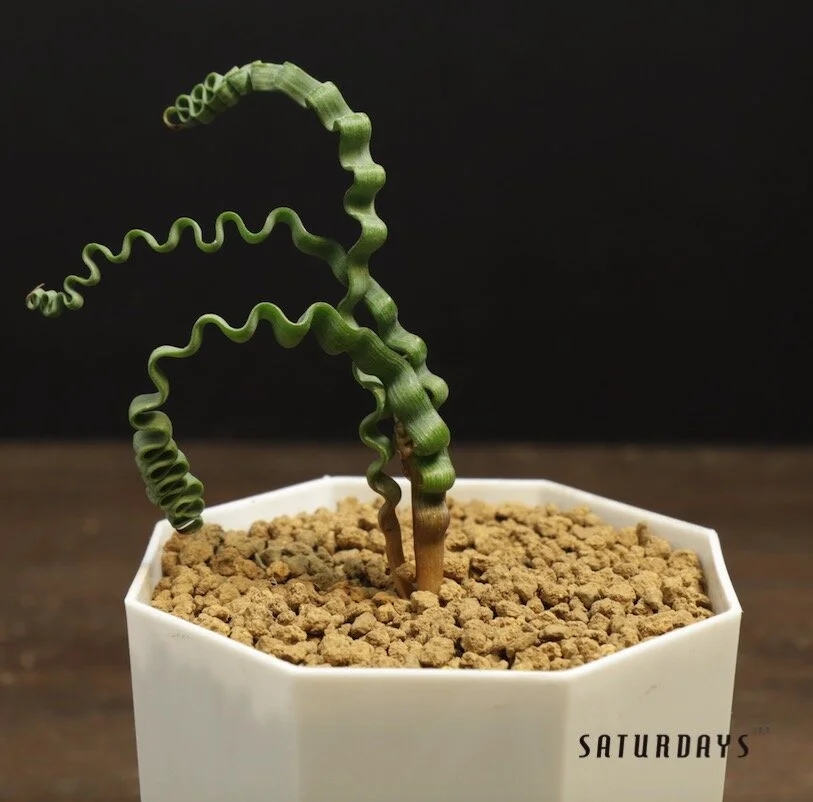 T. Succulent Form × Nizanda T'STROPICALS Trachyandra tortilis seedling — SATURDAYS Succulents